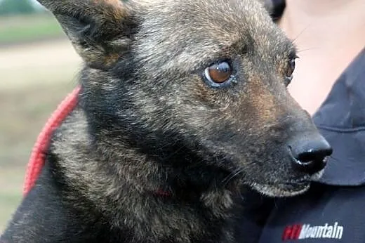 Cypisek, niewielki, kochany psiak ADOPCJA,  małopo