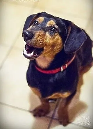 Jamnikobasset Hubert do adopcji, Jamnik cała Pols