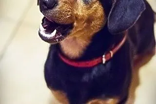 Jamnikobasset Hubert do adopcji, Jamnik cała Polska