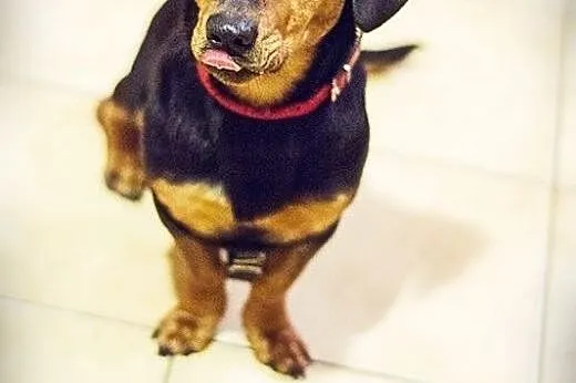 Jamnikobasset Hubert do adopcji,  Jamnik cała Pols