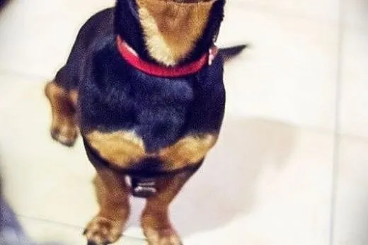 Jamnikobasset Hubert do adopcji,  Jamnik cała Pols