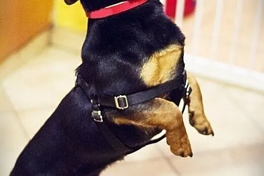 Jamnikobasset Hubert do adopcji,  Jamnik cała Pols