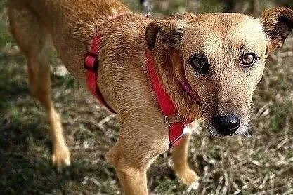 Delikatna,średnia 15 kg,łagodna,subtelna,sterylizowana sunia DANUSIA.Adopcja., Łódzkie, Łódź