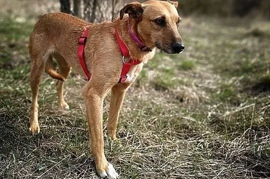 Delikatna,średnia 15 kg,łagodna,subtelna,sterylizowana sunia DANUSIA.Adopcja., Łódzkie, Łódź