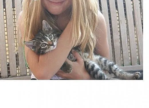 3 kocurki do adopcji około 2 miesiące, wielkopols