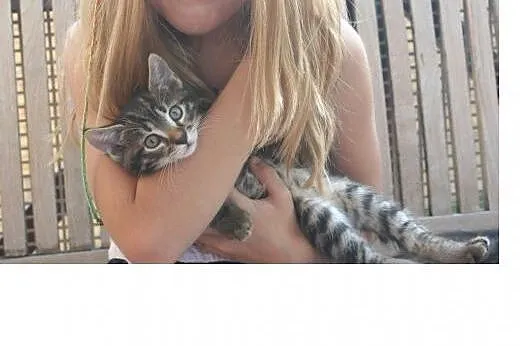 3 kocurki do adopcji około 2 miesiące,  wielkopols