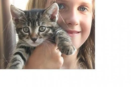 3 kocurki do adopcji około 2 miesiące,  wielkopols