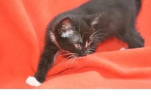 3 kocurki do adopcji około 2 miesiące,  wielkopols