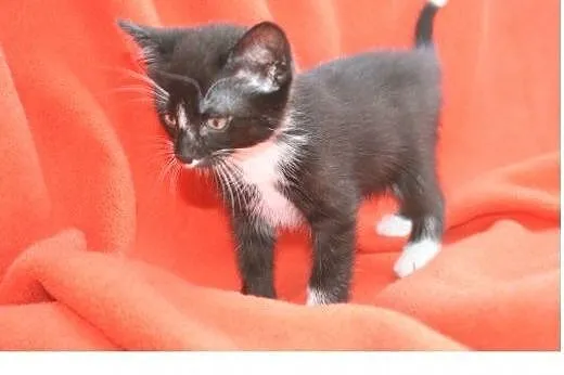 3 kocurki do adopcji około 2 miesiące,  wielkopols
