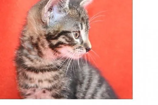 3 kocurki do adopcji około 2 miesiące,  wielkopols