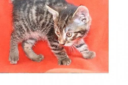 3 kocurki do adopcji około 2 miesiące,  wielkopols