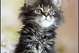 Koteczka Maine Coon Kader