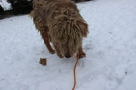 Pogryziony mały pies - Miodek PILNIE szuka domu!, 