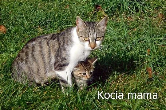 Szukamy domu dla przygarniętej kotki,  śląskie Lub, Lubliniec