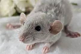 Szczur szczury szczurki