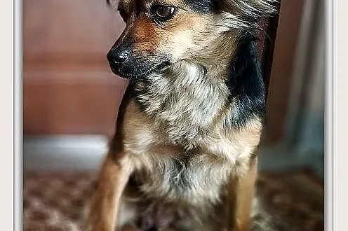 Mała 5 kg,delikatna,wrażliwa,łagodna,sterylizowana suczka ISKIERKA.Adopcja., Łódzkie, Łódź