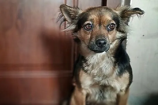 Mała 5 kg,delikatna,wrażliwa,łagodna,sterylizowana suczka ISKIERKA.Adopcja., Łódzkie, Łódź