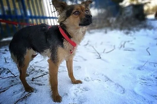 Mała 5 kg,delikatna,wrażliwa,łagodna,sterylizowana suczka ISKIERKA.Adopcja., Łódzkie, Łódź