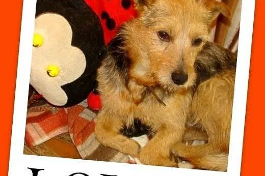8 kg,LOLEK,terier mix,spokojny,łagodny domowy piesek.ADOPCJA,  małopolskie Kraków