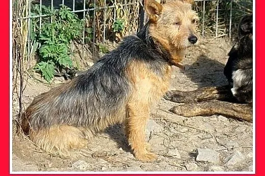 8 kg,LOLEK,terier mix,spokojny,łagodny domowy pies