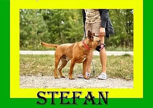 30kg,przyjazny,amstaff mix,aktywny,pies STEF, dol
