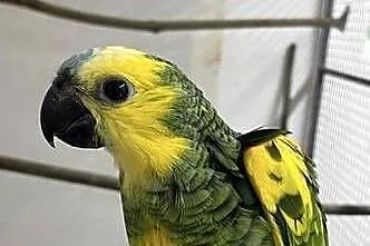 Amazonka Xanthopteryx, Małopolskie, Kęty