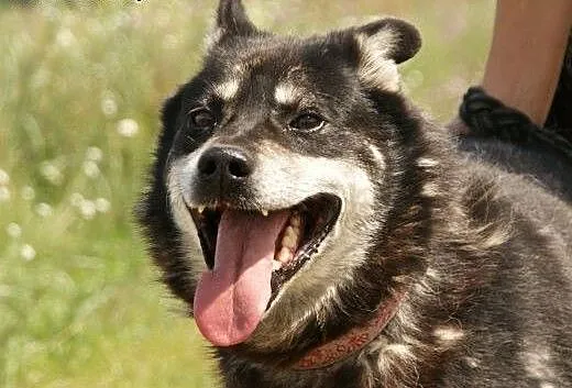 Ares :) pies, adopcja, lubuskie Gorzów Wielkopols