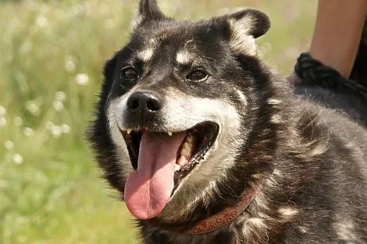 Ares :) pies, adopcja,  lubuskie Gorzów Wielkopols