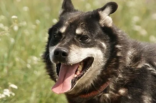 Ares :) pies, adopcja,  lubuskie Gorzów Wielkopols