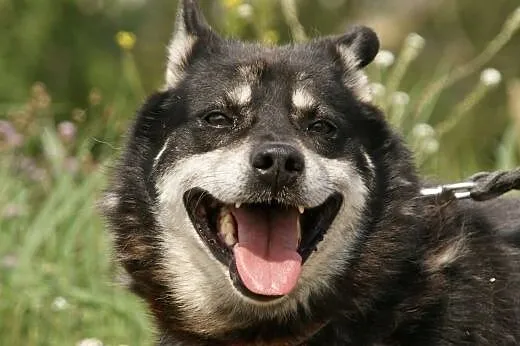 Ares :) pies, adopcja,  lubuskie Gorzów Wielkopols