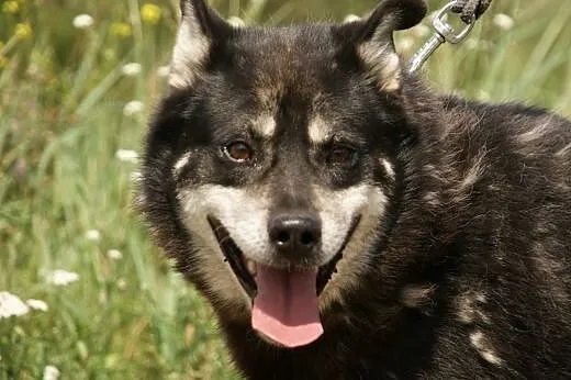 Ares :) pies, adopcja,  lubuskie Gorzów Wielkopols