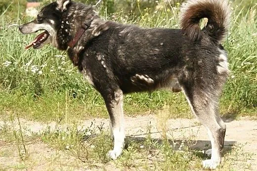 Ares :) pies, adopcja,  lubuskie Gorzów Wielkopols