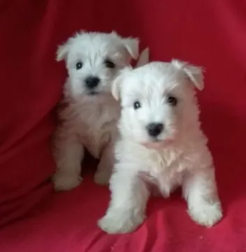 West highland white terier-piesek/FCI/ sprzedam gotowy do nowego domu WhatsApp +44 7535 295266 krakó