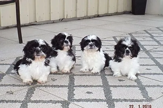 Shih Tzu Miniaturki Mini Z Rodowodem,Chipem Czesto, Białystok