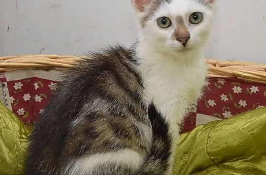 4-miesięczny kotek Leoś, Głogów