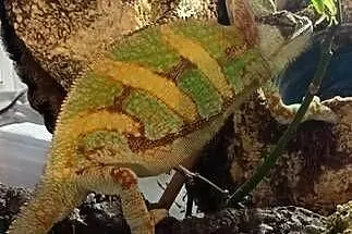 Kameleon jemeński samiec, Opolskie, Kotórz Mały