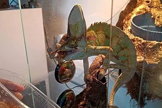 Kameleon jemeński samiec, Opolskie, Kotórz Mały