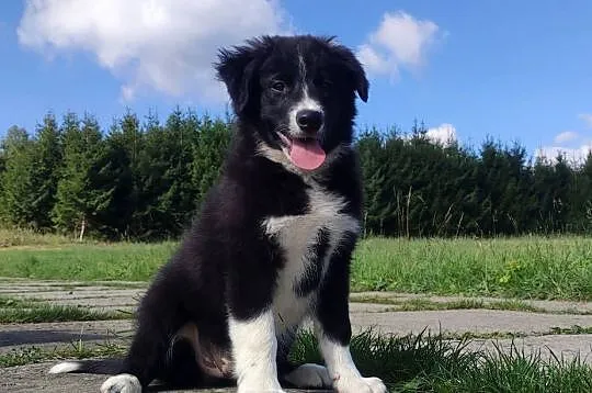 BORDER COLLIE czystej krwi z Hodowli - Rasowy z pełną dokumentacją