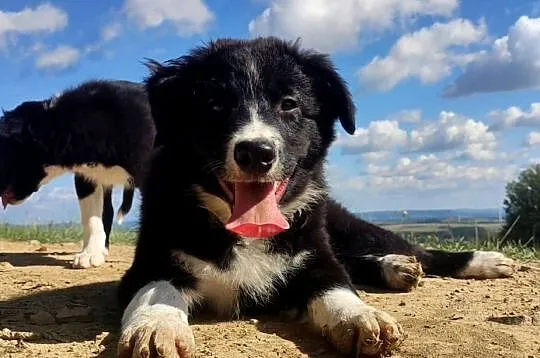 BORDER COLLIE czystej krwi z Hodowli - Rasowy z pełną dokumentacją, Podkarpackie, Iwonicz