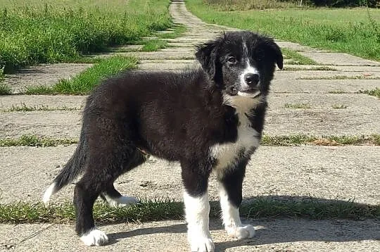 BORDER COLLIE czystej krwi z Hodowli - Rasowy z pełną dokumentacją, Podkarpackie, Iwonicz