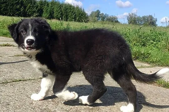 BORDER COLLIE czystej krwi z Hodowli - Rasowy z pełną dokumentacją, Podkarpackie, Iwonicz