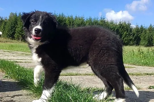 BORDER COLLIE czystej krwi z Hodowli - Rasowy z pełną dokumentacją, Podkarpackie, Iwonicz