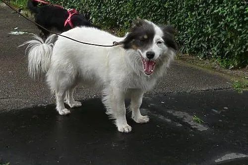 Młodziutka Saga o oryginalnej urodzie do adopcji, mazowieckie Warszawa