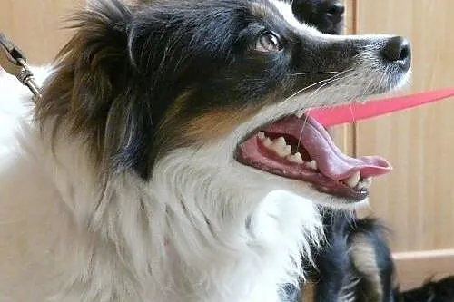 Młodziutka Saga o oryginalnej urodzie do adopcji, 
