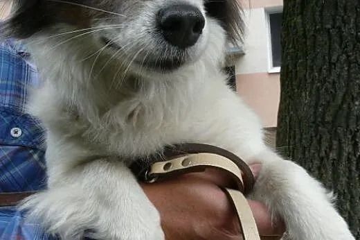 Młodziutka Saga o oryginalnej urodzie do adopcji, 