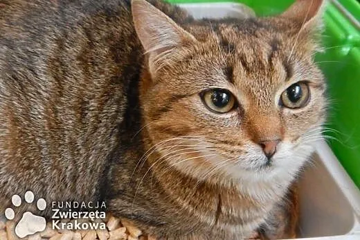 Prześliczna koteczka Simona,  małopolskie Kraków