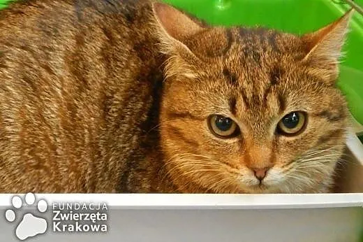 Prześliczna koteczka Simona,  małopolskie Kraków