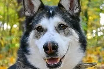 NESE piękny, przyjacielski pies w typie alaskan ma
