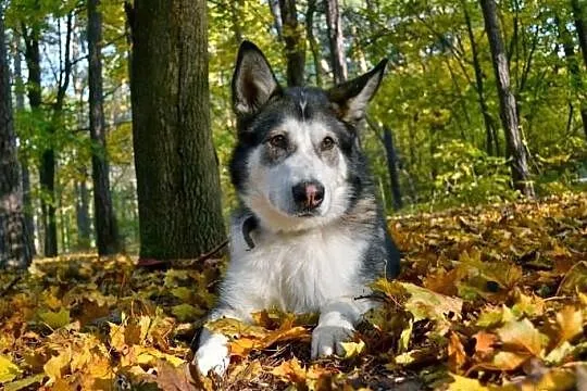 NESE piękny, przyjacielski pies w typie alaskan ma