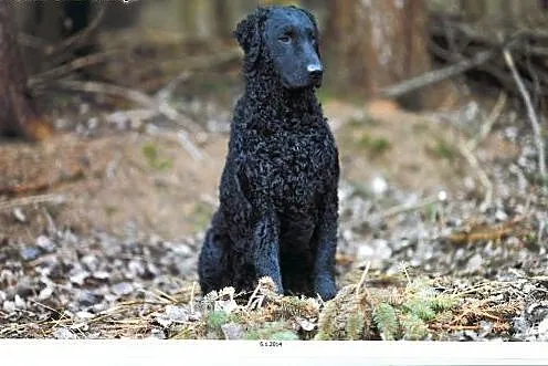 Szczeniata Curly Coated Retriever,  Pozostałe rasy